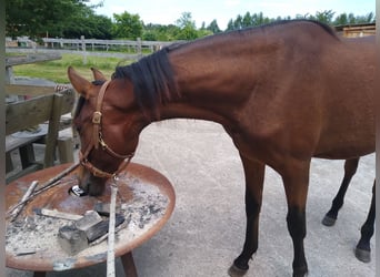 PRE Mix, Mare, 3 years, 16 hh, Brown