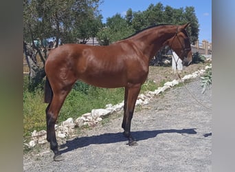 PRE, Mare, 3 years, 16 hh, Brown-Light