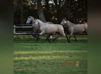 PRE Mix, Mare, 3 years, 16 hh, Buckskin