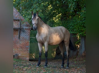 PRE Mix, Mare, 3 years, 16 hh, Buckskin