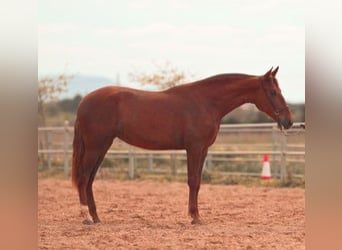 PRE, Mare, 3 years, 16 hh, Chestnut-Red