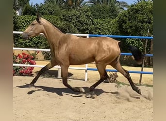 PRE, Mare, 3 years, 16 hh, Dun