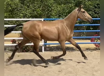 PRE, Mare, 3 years, 16 hh, Dun