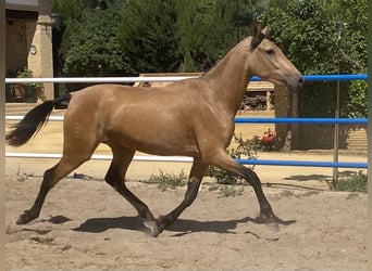 PRE, Mare, 3 years, 16 hh, Dun