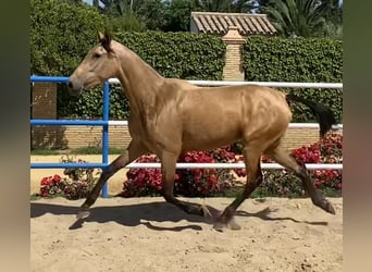 PRE, Mare, 3 years, 16 hh, Dun