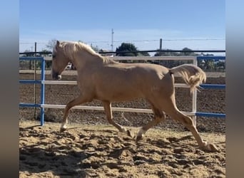 PRE, Mare, 3 years, 16 hh, Dun