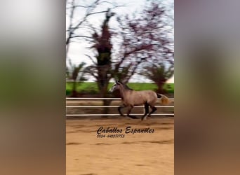 PRE, Mare, 3 years, 16 hh, Gray