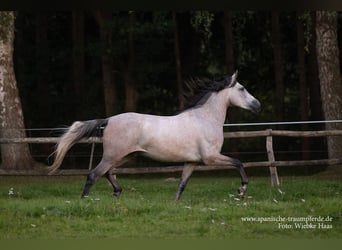 PRE Mix, Mare, 3 years, 16 hh, Gray