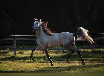 PRE Mix, Mare, 3 years, 16 hh, Gray