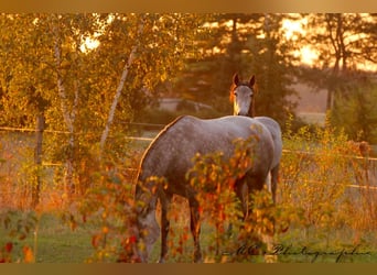 PRE, Mare, 3 years, 16 hh, Grey