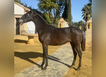 PRE, Mare, 3 years, 16 hh, Grey