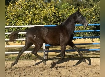 PRE, Mare, 3 years, 16 hh, Grey