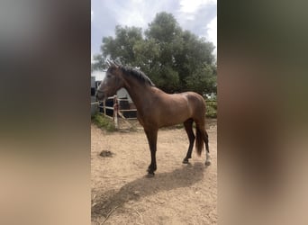 PRE, Mare, 3 years, 16 hh, Grey