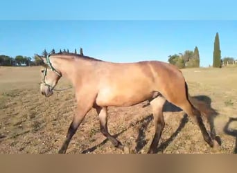 PRE, Mare, 3 years, 16,1 hh, Gray-Fleabitten