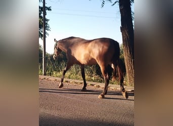 PRE, Mare, 3 years, 16,1 hh, Gray-Fleabitten