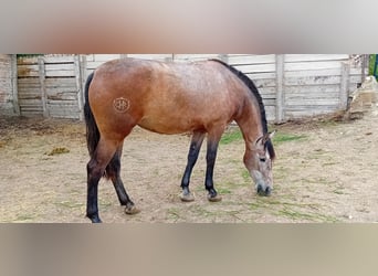 PRE, Mare, 3 years, 16,1 hh, Gray-Fleabitten
