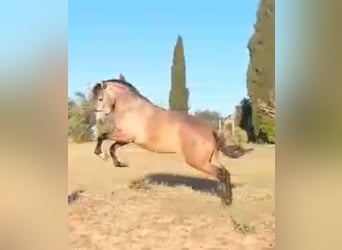 PRE, Mare, 3 years, 16,1 hh, Gray-Fleabitten