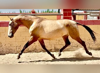 PRE Mix, Mare, 3 years, 16,2 hh, Dun