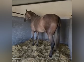 PRE Mix, Mare, 3 years, 17 hh, Gray-Fleabitten