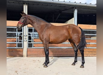 PRE Mix, Mare, 3 years