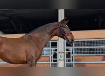 PRE Mix, Mare, 3 years