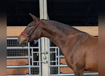 PRE Mix, Mare, 3 years