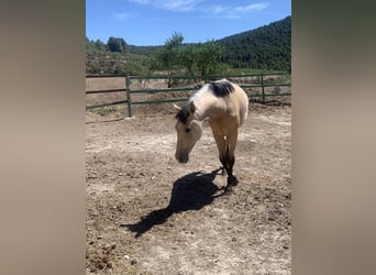 PRE, Mare, 3 years, Buckskin