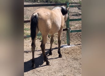 PRE, Mare, 3 years, Buckskin