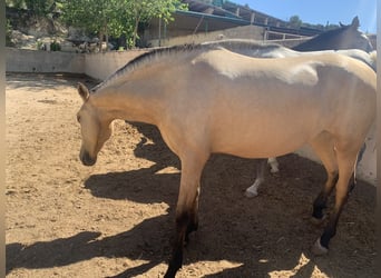 PRE, Mare, 3 years, Buckskin