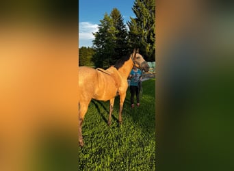PRE Mix, Mare, 3 years, Buckskin