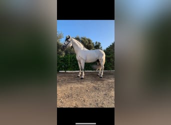 PRE, Mare, 3 years, Gray-Dapple