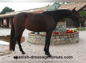 PRE Mix, Mare, 4 years, 15,1 hh, Bay-Dark