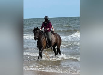 PRE Mix, Mare, 4 years, 15.1 hh, Bay-Dark