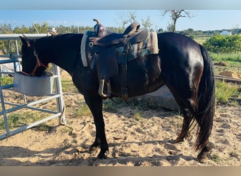 PRE Mix, Mare, 4 years, 15.1 hh, Bay-Dark