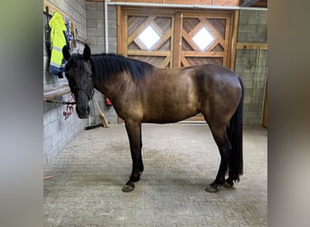 PRE Mix, Mare, 4 years, 15.1 hh, Bay-Dark