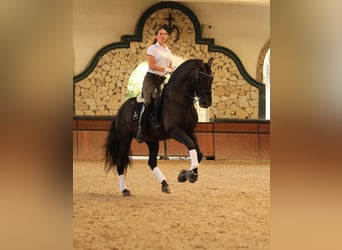 PRE, Mare, 4 years, 15,1 hh, Black