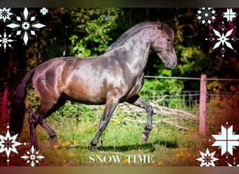 PRE, Mare, 4 years, 15,1 hh, Black