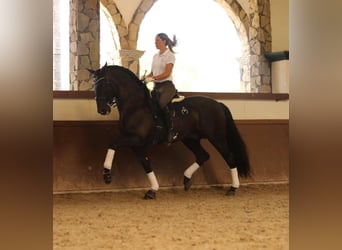 PRE, Mare, 4 years, 15,1 hh, Black