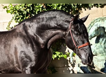 PRE, Mare, 4 years, 15,1 hh, Black