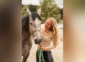 PRE, Mare, 4 years, 15.1 hh, Brown Falb mold