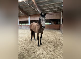 PRE, Mare, 4 years, 15.1 hh, Brown Falb mold