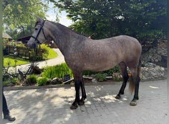 PRE, Mare, 4 years, 15.1 hh, Brown Falb mold