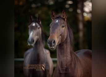 PRE, Mare, 4 years, 15.1 hh, Brown