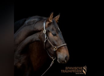PRE, Mare, 4 years, 15.1 hh, Brown