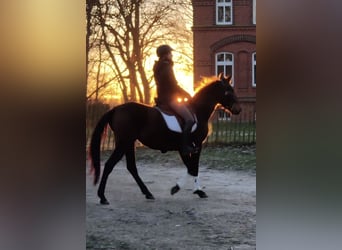 PRE, Mare, 4 years, 15.1 hh, Brown