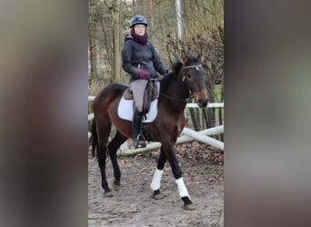 PRE, Mare, 4 years, 15.1 hh, Brown