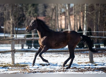 PRE, Mare, 4 years, 15.1 hh, Brown