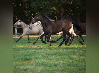 PRE, Mare, 4 years, 15.1 hh, Brown
