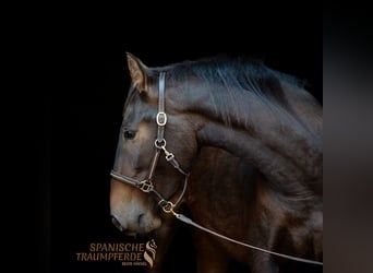 PRE, Mare, 4 years, 15.1 hh, Brown