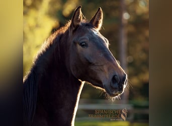 PRE, Mare, 4 years, 15.1 hh, Brown
